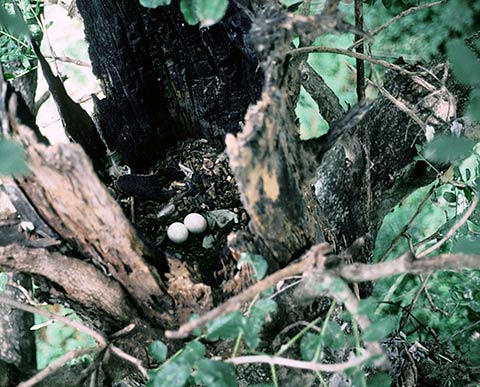 Pel's Fishing Owl nest